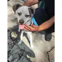 Foto dell\'animale Comune di Salerno - 380260170226903