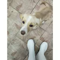 Foto dell\'animale Comune di Salerno - 380260170226168