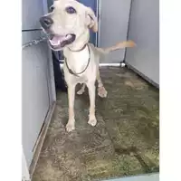Foto dell\'animale Comune di Salerno - 380260170225039