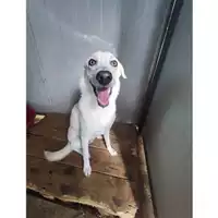 Foto dell\'animale Comune di Salerno - 380260170225028