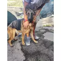 Foto dell\'animale Comune di Salerno - 380260044813584