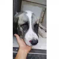 Foto dell\'animale Comune di Salerno - 380260170225029