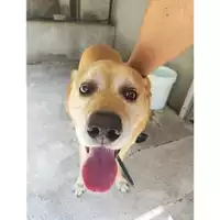 Foto dell\'animale Comune di Salerno - 380260042339884