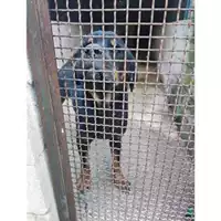 Foto dell\'animale Comune di Salerno - 380260140181960