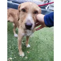 Foto dell\'animale Comune di Salerno - 380260170225992