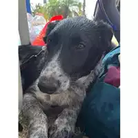 Foto dell\'animale Comune di Salerno - 380260170244971