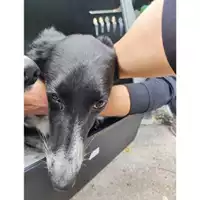 Foto dell\'animale Comune di Salerno - 380260170226175