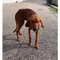 Foto dell\'animale Comune di Salerno - 380260170244064