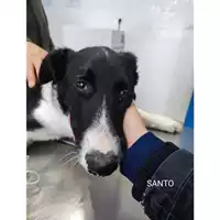 Foto dell\'animale Comune di Salerno - 380260170244074