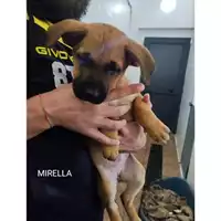 Foto dell\'animale Comune di Salerno - 380260170244087