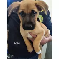 Foto dell\'animale Comune di Salerno - 380260170244084