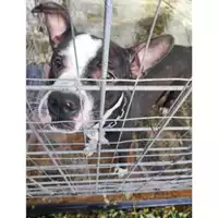 Foto dell\'animale Comune di Salerno - 380260170244409