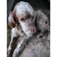 Foto dell\'animale COMUNE DI SACCO - 380260043978823