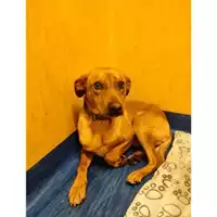 Foto dell\'animale Comune di Salerno - 380260170244083