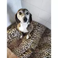 Foto dell\'animale Comune di Salerno - 380260170244439