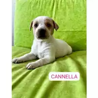 Foto dell\'animale Comune di Salerno - 380260170244085