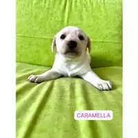 Foto dell\'animale Comune di Salerno - 380260170244089