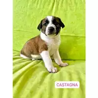 Foto dell\'animale Comune di Salerno - 380260170244098