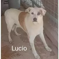 Foto dell\'animale Comune di Eboli - 380260040475107