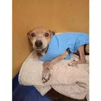 Foto dell\'animale Comune di Salerno - 380260042607975