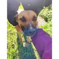 Foto dell\'animale Comune di Salerno - 380260170226746