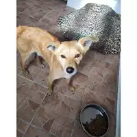 Foto dell\'animale Comune di Salerno - 380260170244438