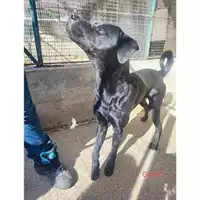 Foto dell\'animale Comune di Salerno - 380260170244091