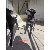 Foto dell\'animale Comune di Salerno - 380260170244093