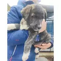 Foto dell\'animale Comune di Salerno - 380260170246800