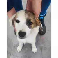 Foto dell\'animale Comune di Salerno - 380260170246812