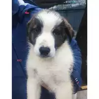 Foto dell\'animale Comune di Salerno - 380260170246805