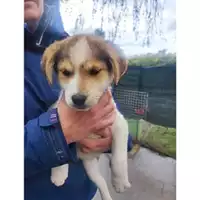 Foto dell\'animale Comune di Salerno - 380260170246806