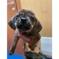 Foto dell\'animale Comune di Salerno - 380260170246807