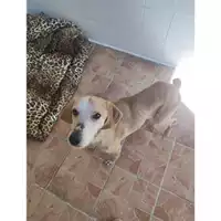 Foto dell\'animale Comune di Salerno - 380260170225538