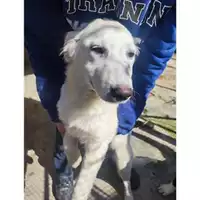 Foto dell\'animale Comune di Salerno - 380260170246801
