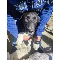 Foto dell\'animale Comune di Salerno - 380260170246813