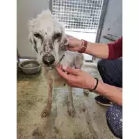 Foto dell\'animale Comune di Salerno - 380260170246802