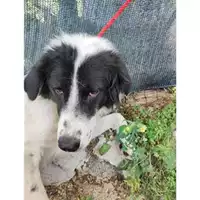 Foto dell\'animale Comune di Salerno - 380260044671892
