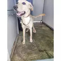 Foto dell\'animale Comune di Salerno - 380260170225039