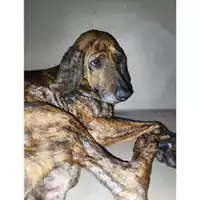 Foto dell\'animale Comune di Salerno - 380260170226559