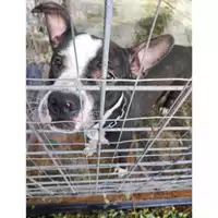 Foto dell\'animale Comune di Salerno - 380260170244409