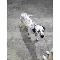 Foto dell\'animale Comune di Eboli - 380260044669465
