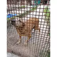 Foto dell\'animale Comune di Eboli - 380260044669822