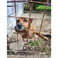 Foto dell\'animale Comune di Eboli - 380260044669172