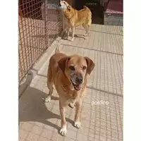 Foto dell\'animale Comune di Eboli - 380260040595577