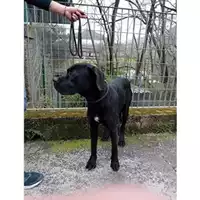 Foto dell\'animale Comune di Salerno - 380260160540157