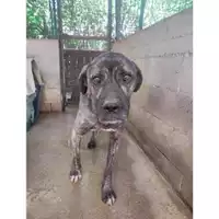 Foto dell\'animale COMUNE DI SACCO - 380260170239014