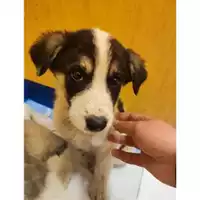 Foto dell\'animale Comune di Eboli - 380260170237989