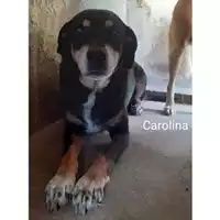 Foto dell\'animale Comune di Eboli - 380260040589719