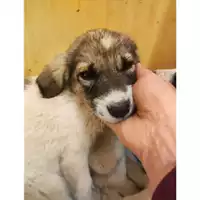 Foto dell\'animale Comune di Eboli - 380260170237981